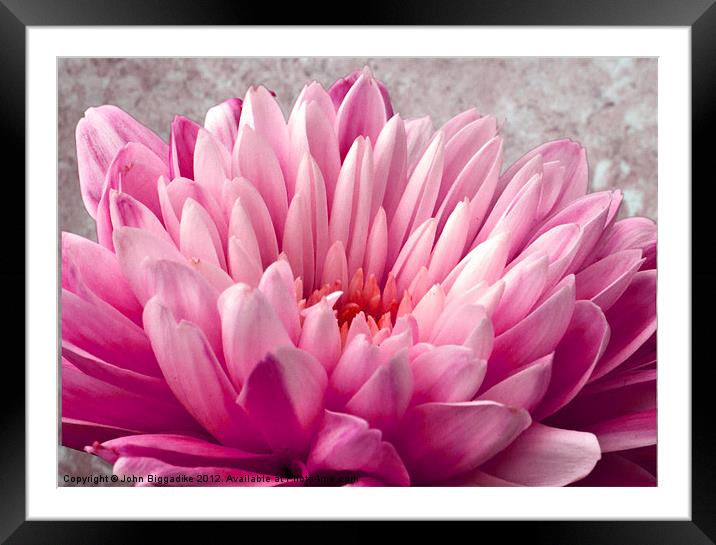 Pink Chrysanthemum Framed Mounted Print by John Biggadike