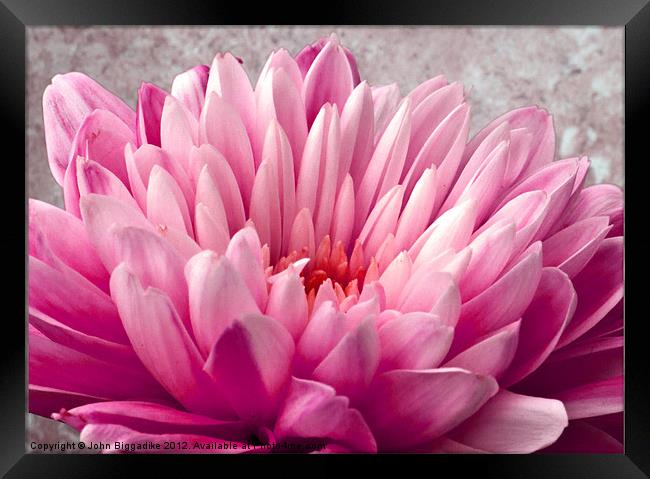 Pink Chrysanthemum Framed Print by John Biggadike