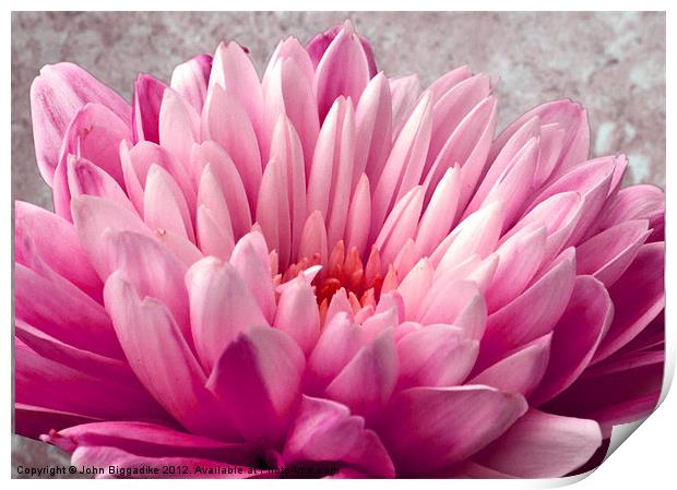Pink Chrysanthemum Print by John Biggadike