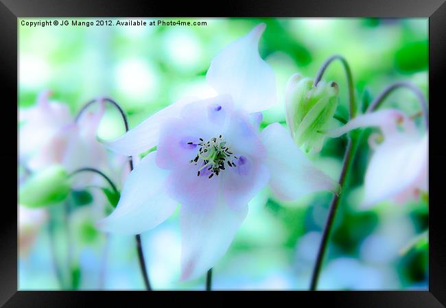 Sunlight Aquilegia (Columbine) Framed Print by JG Mango