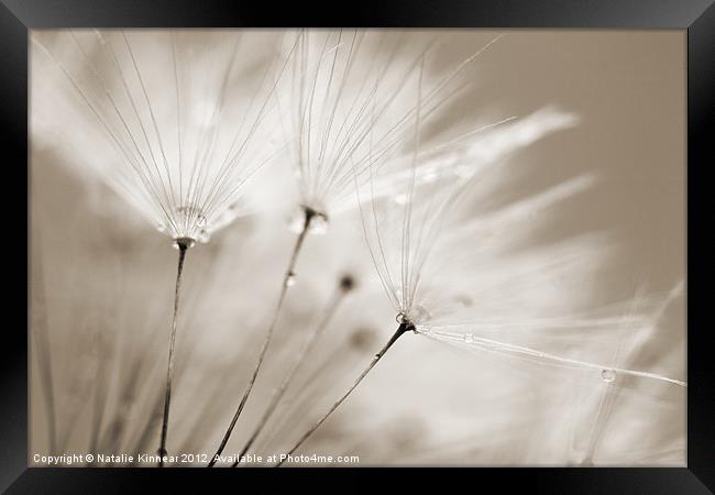 Sepia Dandelion Clock with Water Droplets Framed Print by Natalie Kinnear