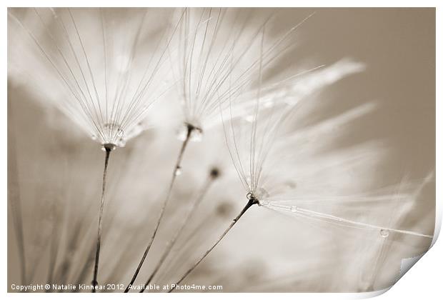 Sepia Dandelion Clock with Water Droplets Print by Natalie Kinnear