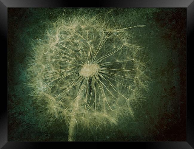 Taraxacum Framed Print by Heather Newton