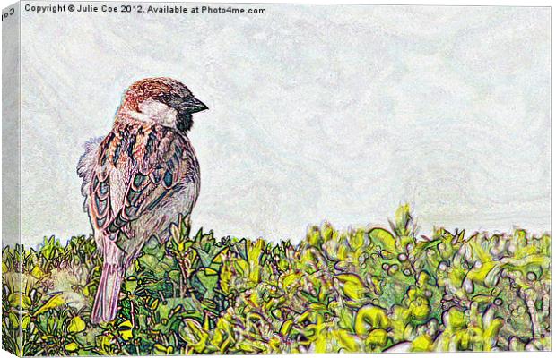 Sparrow - Landscape Version Canvas Print by Julie Coe