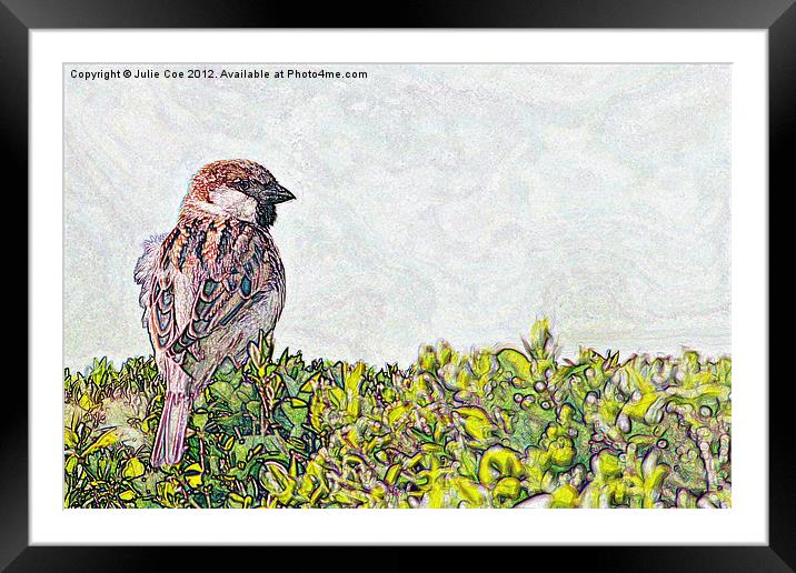 Sparrow - Landscape Version Framed Mounted Print by Julie Coe