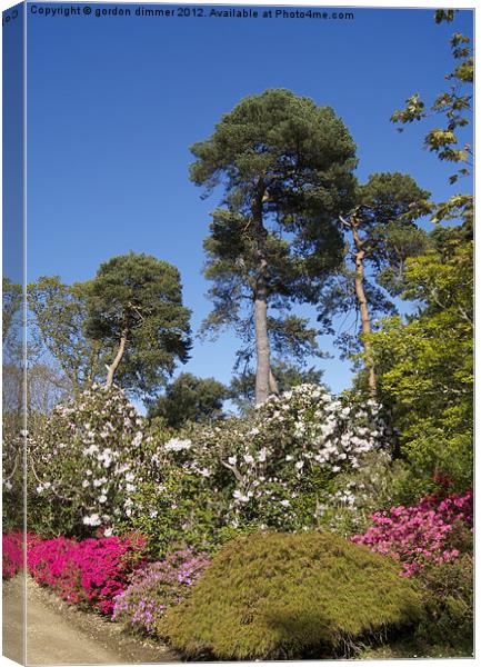 Blue Sky Trees and Flowers Canvas Print by Gordon Dimmer