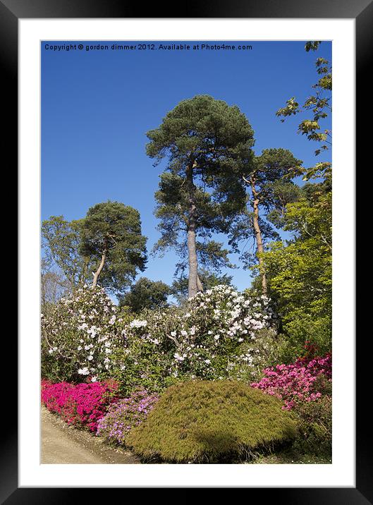 Blue Sky Trees and Flowers Framed Mounted Print by Gordon Dimmer
