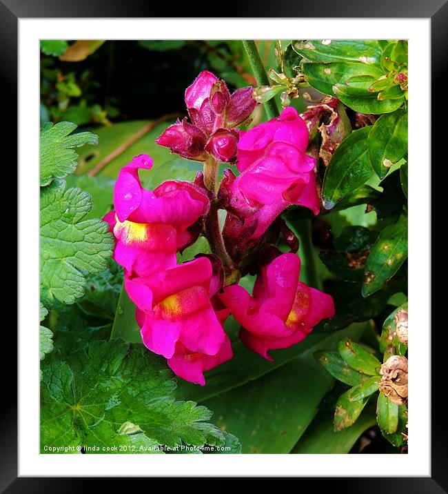 snapdragon Framed Mounted Print by linda cook