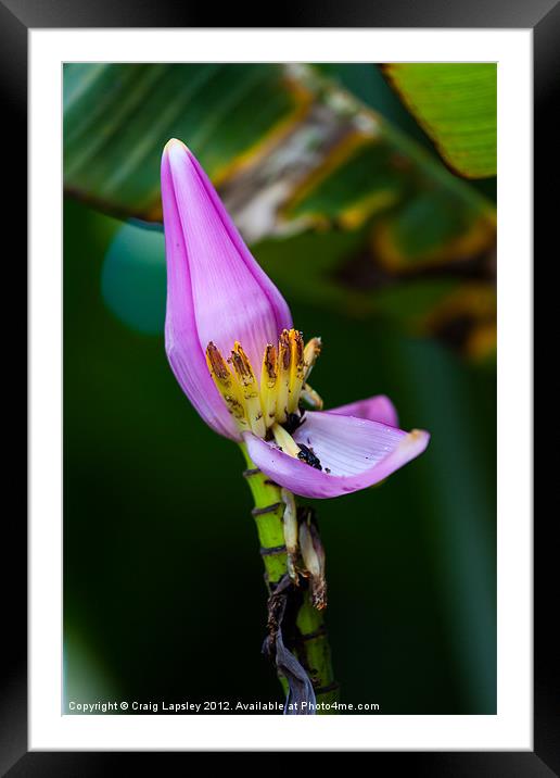banana plant flower Framed Mounted Print by Craig Lapsley