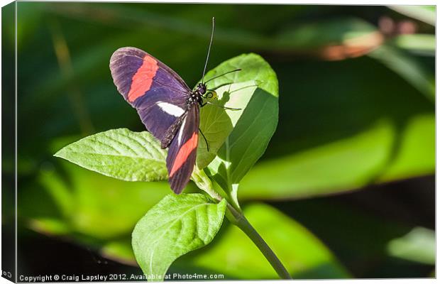 postman butterfly Canvas Print by Craig Lapsley
