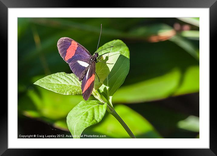 postman butterfly Framed Mounted Print by Craig Lapsley