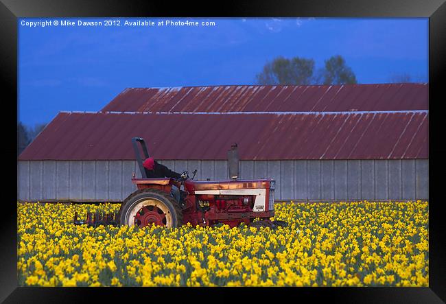 Working Fields of Color Framed Print by Mike Dawson