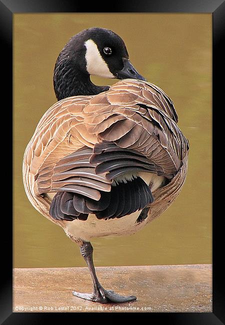 Canada goose Framed Print by Rob Lester