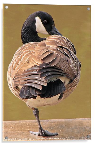Canada goose Acrylic by Rob Lester