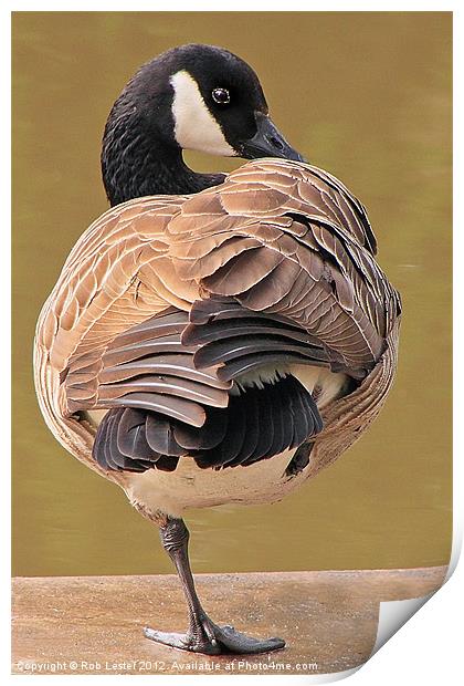 Canada goose Print by Rob Lester