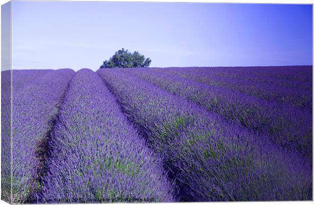 Lavender Fields Snowshill Cotswold Canvas Print by Jim Hellier