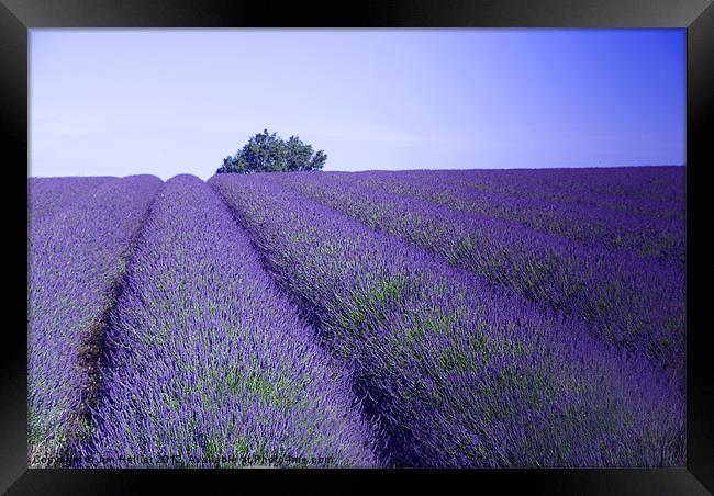 Lavender Fields Snowshill Cotswold Framed Print by Jim Hellier