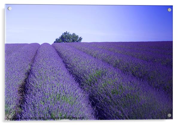 Lavender Fields Snowshill Cotswold Acrylic by Jim Hellier