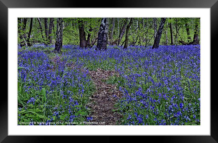 The Bluebells of Kings Wood Framed Mounted Print by K7 Photography