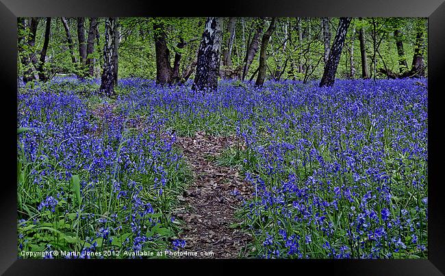 The Bluebells of Kings Wood Framed Print by K7 Photography