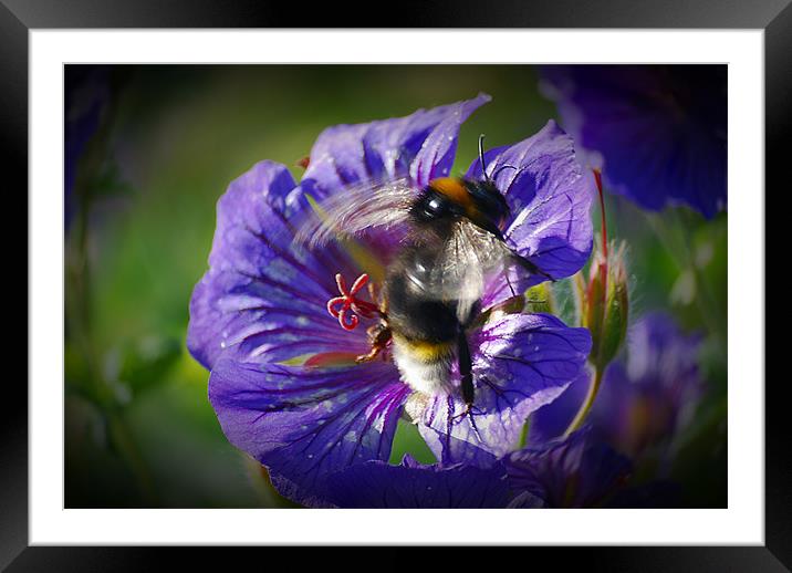 bees view Framed Mounted Print by carl blake
