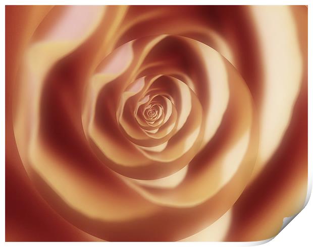 Abstract rose Print by Jay Ticehurst
