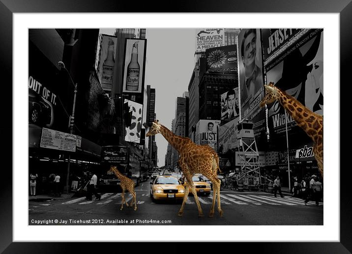 A walk on the wild side Framed Mounted Print by Jay Ticehurst
