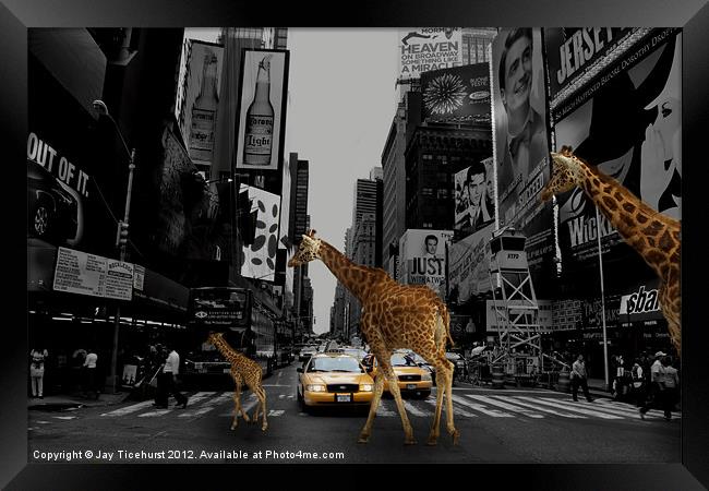 A walk on the wild side Framed Print by Jay Ticehurst