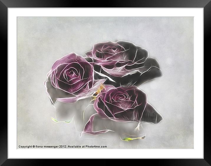 Dark roses Framed Mounted Print by Fiona Messenger