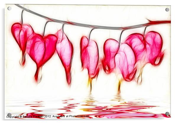 Bleeding Hearts Acrylic by Sandra Pledger