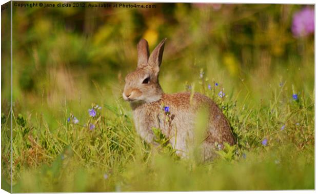 wild rabbit and flowers Canvas Print by jane dickie