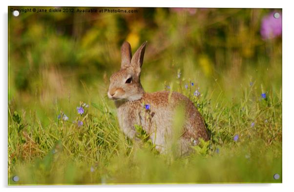 wild rabbit and flowers Acrylic by jane dickie