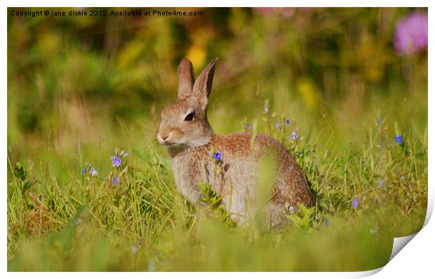 wild rabbit and flowers Print by jane dickie