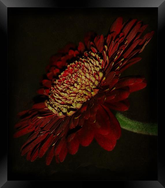 Deep Red Gerbera Petals. Framed Print by Rosanna Zavanaiu