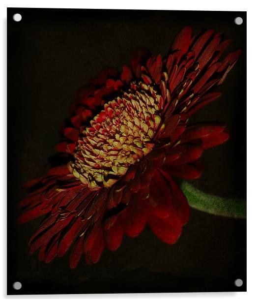 Deep Red Gerbera Petals. Acrylic by Rosanna Zavanaiu