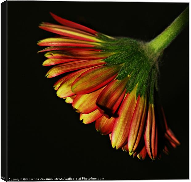 Gerbera Colours. Canvas Print by Rosanna Zavanaiu