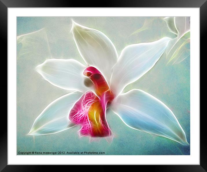 Orchid Blues Framed Mounted Print by Fiona Messenger
