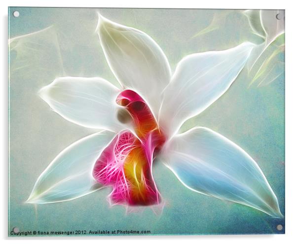 Orchid Blues Acrylic by Fiona Messenger