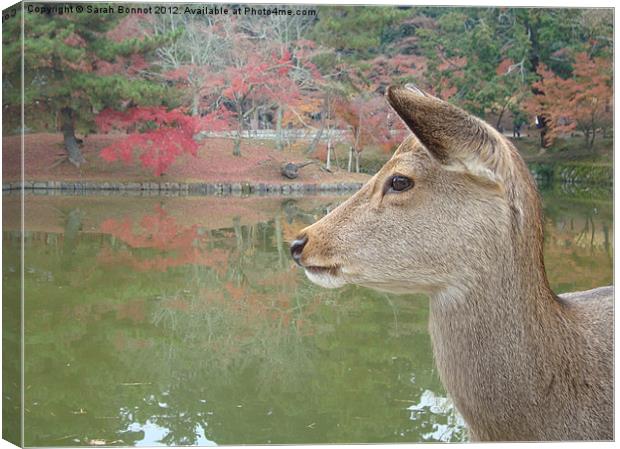 Deer in Nara Park Kyoto Canvas Print by Sarah Bonnot
