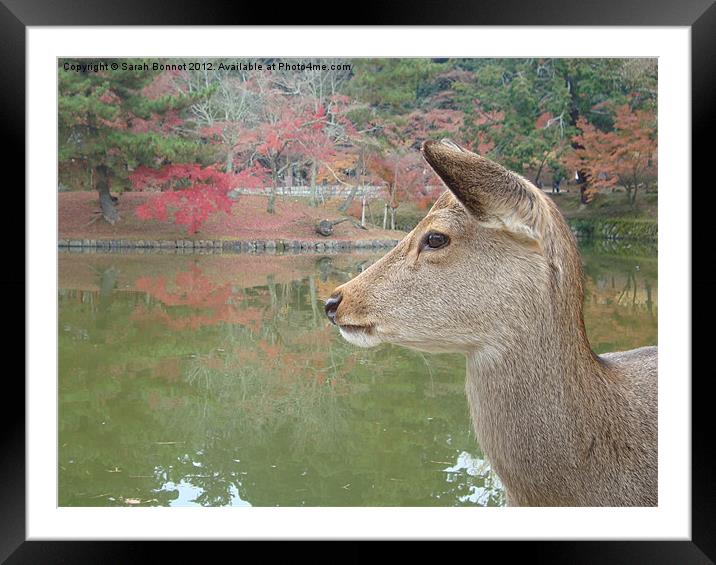 Deer in Nara Park Kyoto Framed Mounted Print by Sarah Bonnot