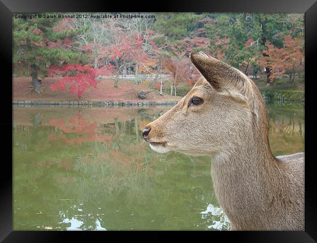 Deer in Nara Park Kyoto Framed Print by Sarah Bonnot