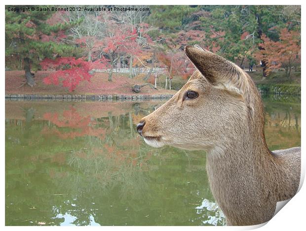 Deer in Nara Park Kyoto Print by Sarah Bonnot