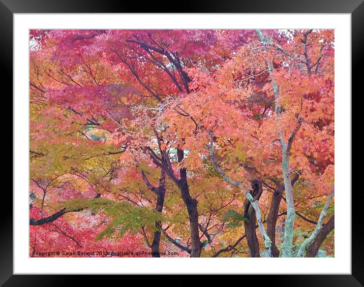 Japanese Autumn Trees Framed Mounted Print by Sarah Bonnot