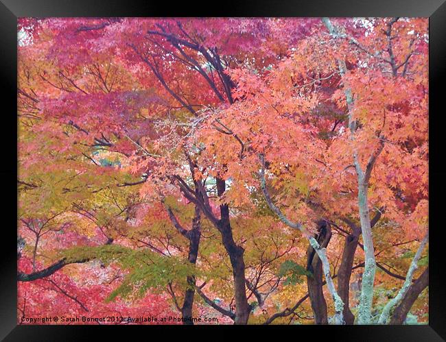 Japanese Autumn Trees Framed Print by Sarah Bonnot