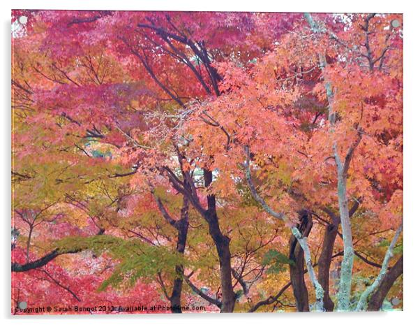 Japanese Autumn Trees Acrylic by Sarah Bonnot