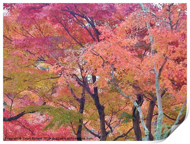Japanese Autumn Trees Print by Sarah Bonnot