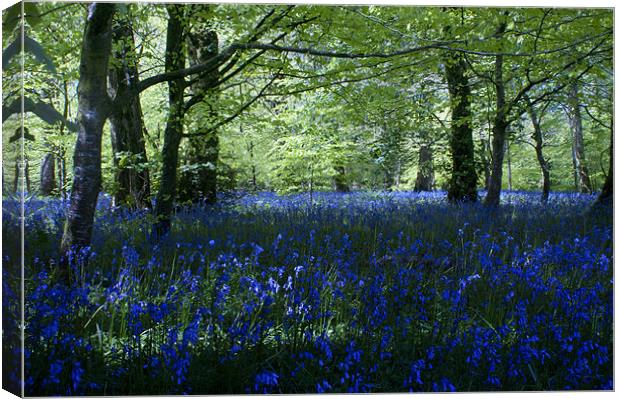 Bluebell Wood Canvas Print by Andrew Driver
