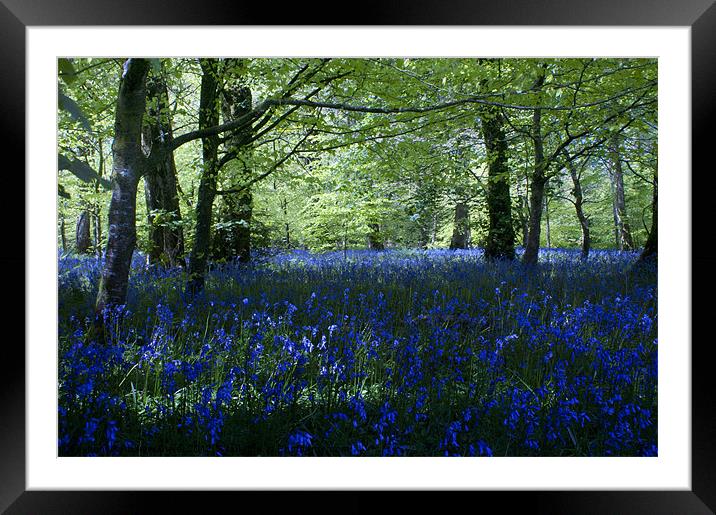 Bluebell Wood Framed Mounted Print by Andrew Driver