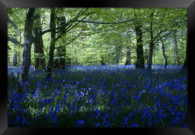 Bluebell Wood Framed Print by Andrew Driver