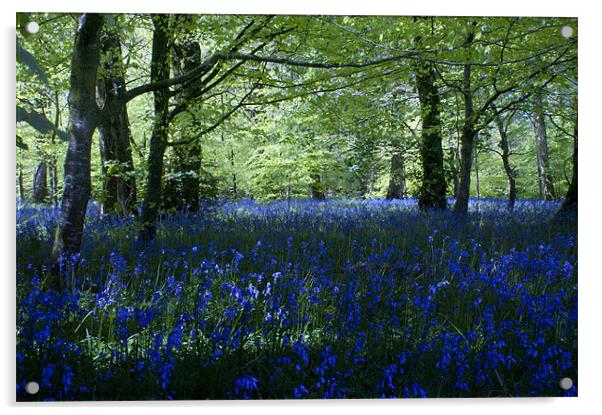 Bluebell Wood Acrylic by Andrew Driver